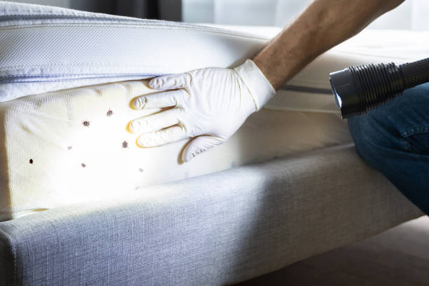 Best Wasp Removal Services  in Strasburg, VA