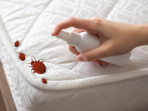 Best Emergency Pest Control  in Strasburg, VA