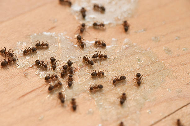 Best Best Pest Control Companies  in Strasburg, VA
